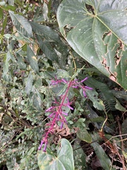 Palicourea angustifolia