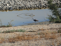 Recurvirostra americana