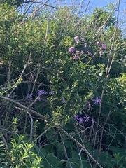 Pericallis tussilaginis image