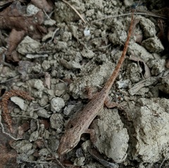 Hemidactylus brookii