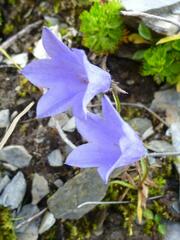 Campanula lasiocarpa