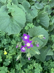 Pericallis tussilaginis image