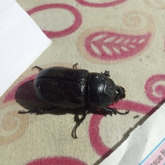 Oryctes rhinoceros