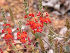 Gastrolobium villosum