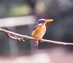 Corythornis cristatus