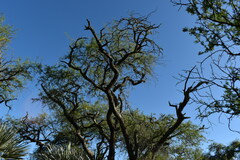 Prosopis nigra