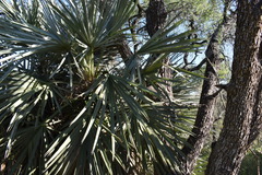 Prosopis nigra