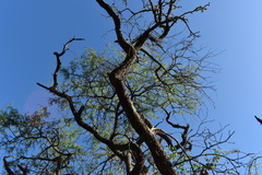 Prosopis nigra
