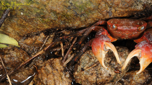 Chiromantes haematocheir