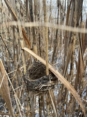 Acrocephalus scirpaceus