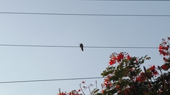 Cynanthus latirostris