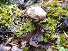 Geastrum minimum