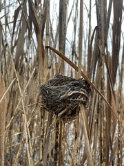 Acrocephalus scirpaceus