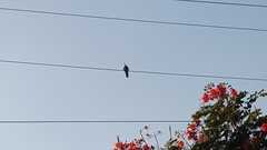 Cynanthus latirostris