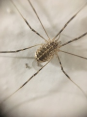 Opilio saxatilis