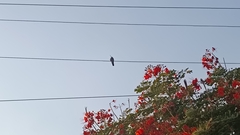Cynanthus latirostris
