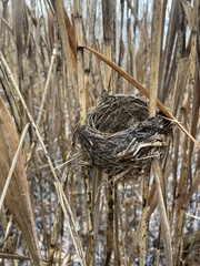 Acrocephalus scirpaceus