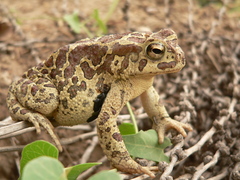 Sclerophrys mauritanica