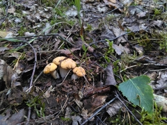 Cantharellus cibarius