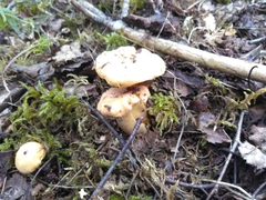 Cantharellus cibarius