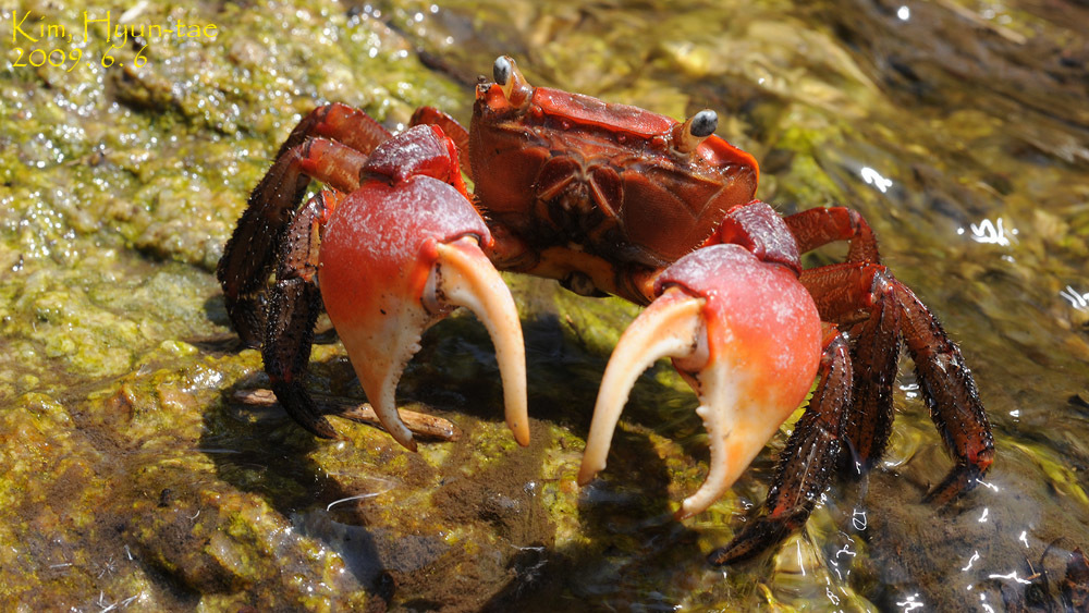 Red-clawed crab
