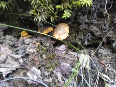 Cantharellus cibarius