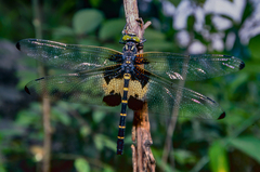 Chlorogomphus papilio