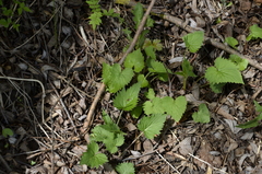 Campanula trachelium