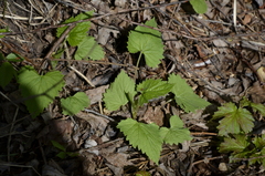 Campanula trachelium