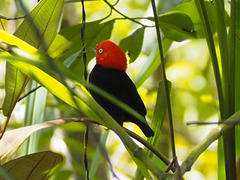 Ceratopipra mentalis