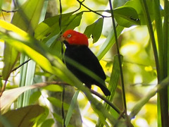 Ceratopipra mentalis