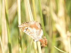 Aricoris indistincta