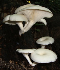 Pleurotus pulmonarius