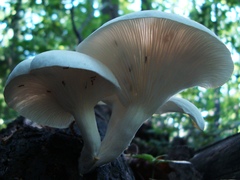 Pleurotus pulmonarius