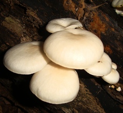 Pleurotus pulmonarius