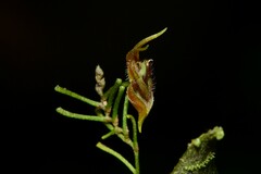 Lepanthes cassidea