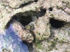 Echinometra lucunter