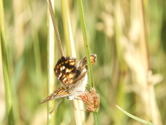 Aricoris indistincta