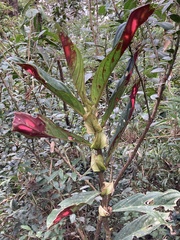 Columnea dimidiata