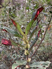 Columnea dimidiata