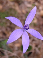 Cyanicula sericea