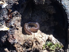 Cleidogona