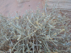 Caroxylon imbricatum