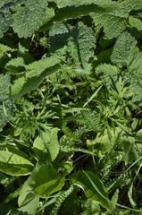 Ranunculus polyanthemos