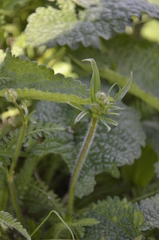 Ranunculus polyanthemos