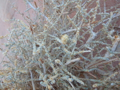 Caroxylon imbricatum