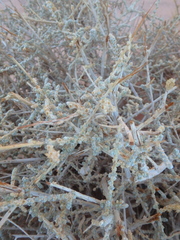 Caroxylon imbricatum