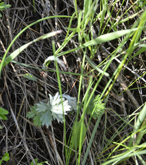 Potentilla argentea