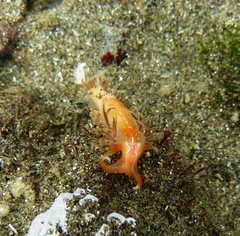 Aeolidioidea