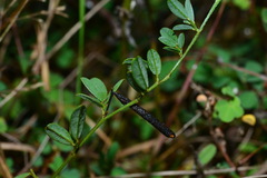 Indigofera taiwaniana